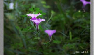 五爪金龙花 五爪金龙花